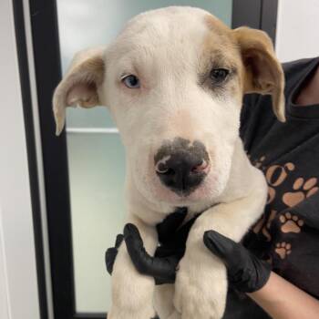 Great Dane and Catahoula Leopard Dog Dogs Available for Adoption in Abilene, Texas - Prada | PetCurious