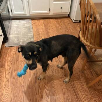 May -  Mixed Breed Dog for Adoption in Buffalo, Minnesota - May | PetCurious