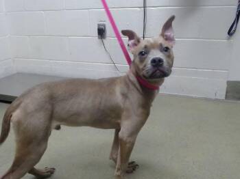 SAVE ME PLEASE This Dog - IDA554061 -  Pit Bull Terrier Dog for Adoption in San Marcos, California - SAVE ME PLEASE This Dog - IDA554061 | PetCurious