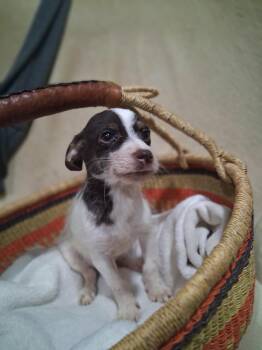 Chihuahua and Yorkshire Terrier Dogs Available for Adoption in Northlake, Illinois - Chucky  | PetCurious