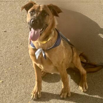 Rescue Black Mouth Cur and Mixed Breed Dogs for Adoption in San Diego, California - Samantha | PetCurious