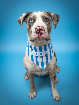 Zazu- ADOPT Me -  Great Dane and Pit Bull Terrier Dog for Adoption in Redondo Beach, California - Zazu- ADOPT Me | PetCurious