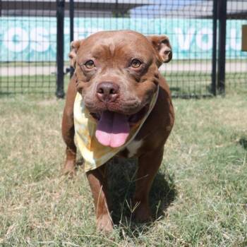MILLIE -  American Staffordshire Terrier Dog for Adoption in San Antonio, Texas - MILLIE | PetCurious