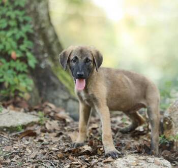 Hansel -  German Shepherd Dog Dog for Adoption in Lucedale, Mississippi - Hansel | PetCurious