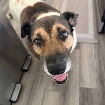 Reyna -  Black Mouth Cur Dog for Adoption in San Diego, California - Reyna | PetCurious