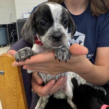 Birdie -  Mixed Breed Dog for Adoption in Montgomery, Alabama - Birdie | PetCurious