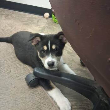 Husky and German Shepherd Dog Dogs Available for Adoption - Scooby | PetCurious