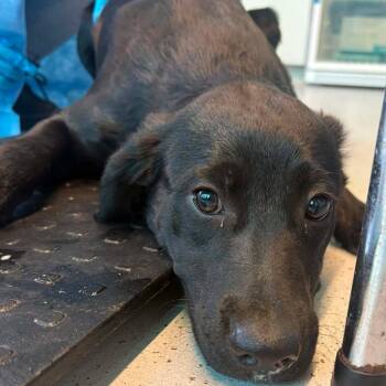 Tate -  Mixed Breed Dog for Adoption in Huntington, West Virginia - Tate | PetCurious
