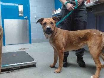 STITCH -  Labrador Retriever and Husky Dog for Adoption in Albuquerque, New Mexico - STITCH | PetCurious