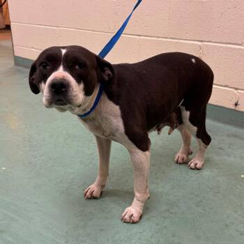 Mixed Breed Dogs Available for Adoption in Memphis, Tennessee - Princess L Hicks | PetCurious