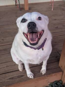 Rescue Australian Cattle Dog Blue Heeler Dogs for Adoption in Colorado Springs, Colorado - Jewels | PetCurious