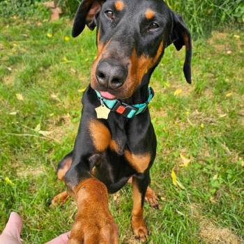 7936 Tango -  Doberman Pinscher Dog for Adoption in Sandown, New Hampshire - 7936 Tango | PetCurious