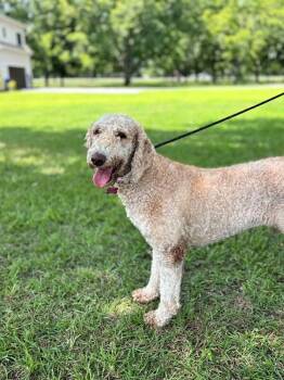 Mollie -  Standard Poodle Dog for Adoption in Aiken, South Carolina - Mollie | PetCurious