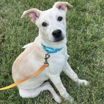 Pearl -  Mixed Breed Dog for Adoption in Saint Charles, Missouri - Pearl | PetCurious
