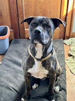 Rescue Plott Hound and Staffordshire Bull Terrier Dogs for Adoption in Johnson City, Texas - Razz | PetCurious