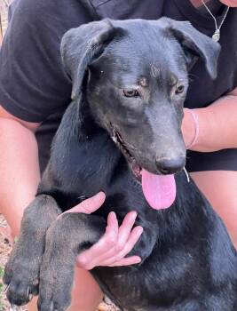 Rescue Catahoula Leopard Dog and Husky Dogs for Adoption in Zimmerman, Minnesota - Garcia | PetCurious