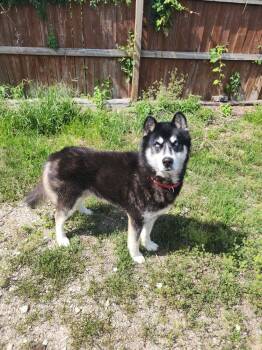 Tallon -  Husky Dog for Adoption in Evansville, Indiana - Tallon | PetCurious