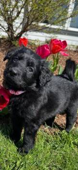 Labrador Retriever and Poodle Dogs Available for Adoption in Newaygo, Michigan - GIGI | PetCurious
