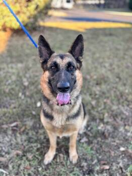 Rescue German Shepherd Dog Dogs for Adoption in Aiken, South Carolina - Bailey (german Shepherd) | PetCurious