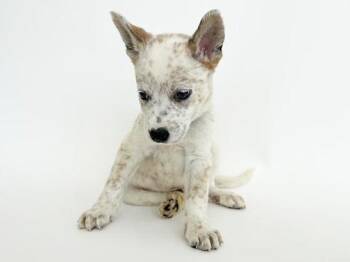 Terrier Dogs Available for Adoption in Brentwood, Missouri - GROOT | PetCurious
