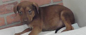 A2087636 -  Staffordshire Bull Terrier and Mixed Breed Dog for Adoption in Houston, Texas - A2087636 | PetCurious