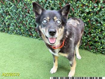 SOOKIE -  Mixed Breed Dog for Adoption in West Palm Beach, Florida - SOOKIE | PetCurious