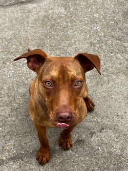 Pit Bull Terrier and Mixed Breed Dogs Available for Adoption in Indian Springs Village, Alabama - Spud | PetCurious