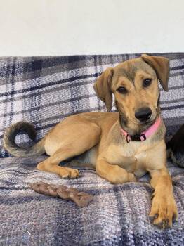 Wrennie -  Shepherd and Labrador Retriever Dog for Adoption in San Diego, California - Wrennie | PetCurious