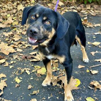 Gabe 2026 -  Labrador Retriever and Beagle Dog for Adoption in Cincinnati, Ohio - Gabe 2026 | PetCurious