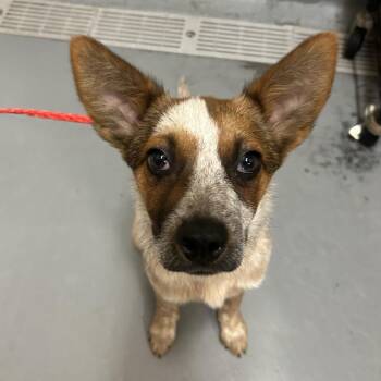 Frida (Portland, OR) -  Australian Cattle Dog Blue Heeler and Cattle Dog Dog for Adoption in Mount Vernon, Washington - Frida (Portland, OR) | PetCurious