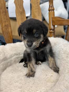 Rescue German Shepherd Dog Dogs for Adoption in Mount Pleasant, South Carolina - Rory Mcilroy | PetCurious