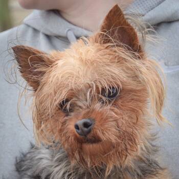 Yorkshire Terrier Dogs Available for Adoption in Huntley, Illinois - Bricks | PetCurious