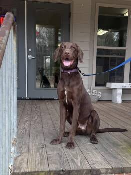 Labrador Retriever Dogs Available for Adoption - Durango | PetCurious