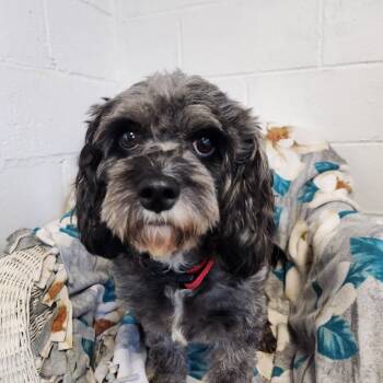 Jada( cavapoo) -  Cavapoo Dog for Adoption in Smithfield, Pennsylvania - Jada( Cavapoo) | PetCurious