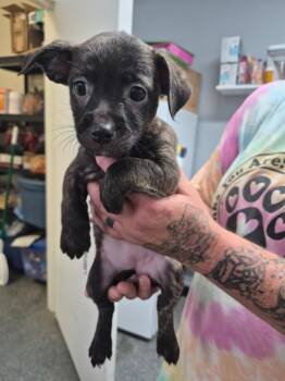 Ruby -  Terrier and Poodle Dog for Adoption in Morristown, Tennessee - Ruby | PetCurious