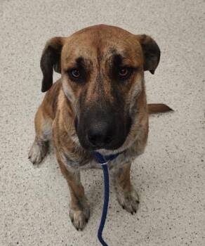 Mixed Breed Dogs Available for Adoption in Lafayette, Indiana - Ted | PetCurious