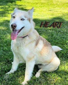 Athena & Iris -  Siberian Husky Dog for Adoption in Odenton, Maryland - Athena & Iris | PetCurious