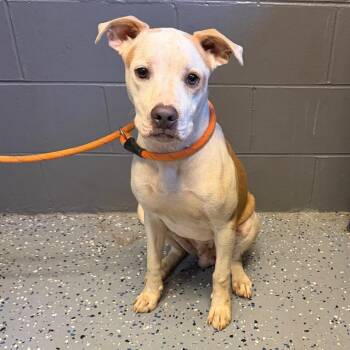 Pup -  American Bulldog and Mixed Breed Dog for Adoption in Tuscaloosa, Alabama - Pup | PetCurious