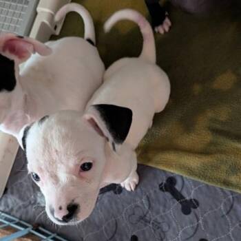Stephanie -  Chihuahua and Mixed Breed Dog for Adoption in Pinellas Park, Florida - Stephanie | PetCurious