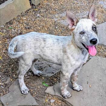 Rescue Cattle Dog and Mixed Breed Dogs for Adoption in Boaz, Alabama - Barbossa | PetCurious
