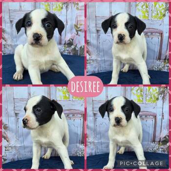 Australian Cattle Dog Blue Heeler Dogs Available for Adoption - Desiree | PetCurious