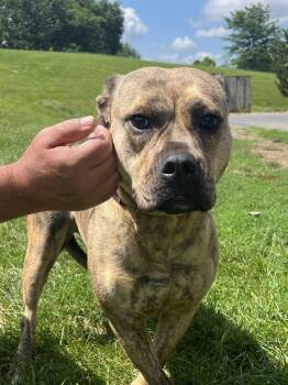 Pit Bull Terrier and Boxer Dogs Available for Adoption in Winchester, Virginia - Shyla | PetCurious
