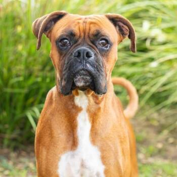 HARRY -  Boxer Dog for Adoption in Camarillo, California - HARRY | PetCurious