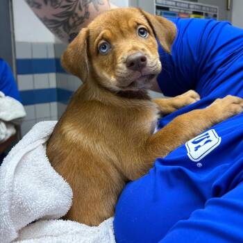 Pam -  Mixed Breed Dog for Adoption in Spokane, Washington - Pam | PetCurious