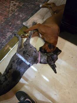 Dak -  Great Dane and Boxer Dog for Adoption in Frisco, Texas - Dak | PetCurious