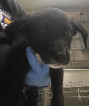 Labrador Retriever and Mixed Breed Dogs Available for Adoption in Conroe, Texas - A427018 | PetCurious