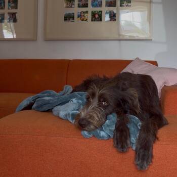 Goose -  Mixed Breed Dog for Adoption in Hailey, Idaho - Goose | PetCurious