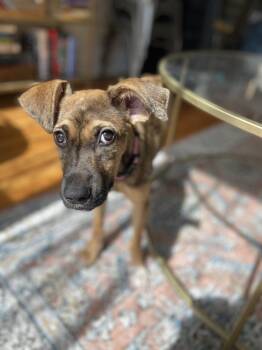 Retriever Dogs Available for Adoption in Valley Stream, New York - Dublin | PetCurious