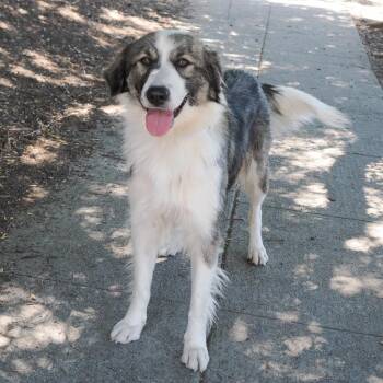 BRANDY -  Australian Shepherd and Mixed Breed Dog for Adoption in Richmond, California - BRANDY | PetCurious