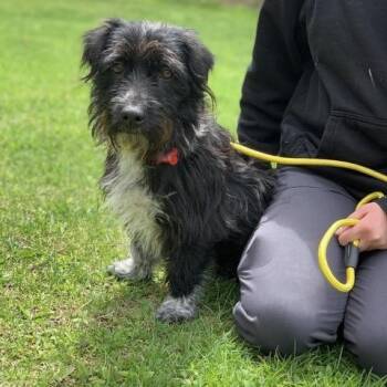 Schnauzer and Wirehaired Dachshund Dogs Available for Adoption in Sparta, New Jersey - Molley | PetCurious